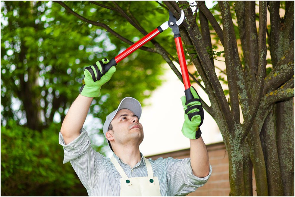 The Importance of Pruning Your Trees: A Guide to Healthy Growth